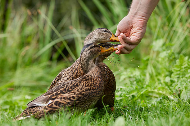 istock Duck eat from a person's hand, its brown and black feathers visible. Green grass and blurred vegetation form the background, highlighting the peaceful interaction. 2211634806