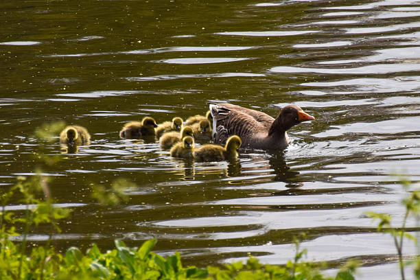 A greylag goose family with newborn goslings in a park lake