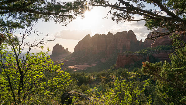 istock Sedona sunset through dense forest foliage 2211636586