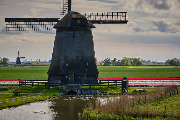 istock historic dutch windmill with tulip fields in spring near schermer holland 2211637793