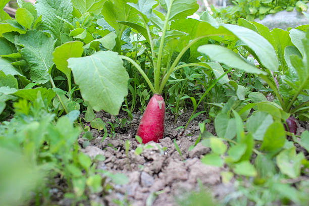 Young radish plants on the garden bed. Homegrown radish sprouts from the soil. Red radish with green leaves