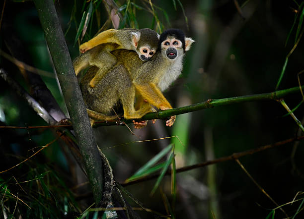 istock Squirrel monkey with a baby on its back, perching on a bamboo branch 2211640476