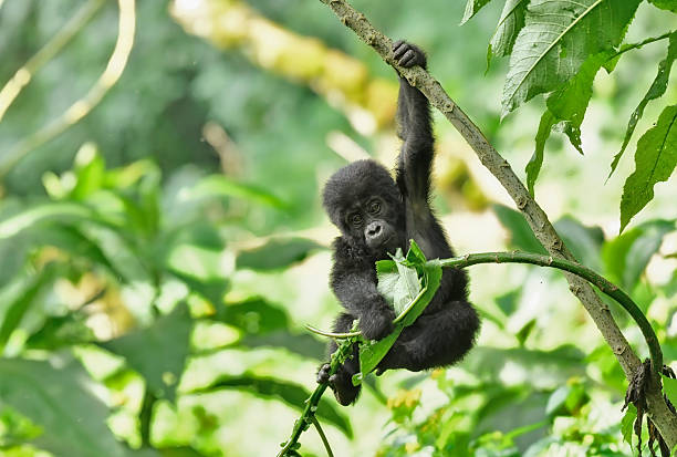 A wild and endangered young gorilla hangs effortlessly from a small but sturdy branch, its small but muscular frame swaying gently with the forest’s rhythm. With large, dark eyes full of curiosity, it gazes down at the forest floor below, its grip firm yet playful on the rough bark. The young gorilla's fur, still soft and thick, ripples as it shifts its weight, balancing its small body with natural grace. Its legs dangle freely, toes curled around the branch, and for a brief moment, the forest feels alive with the innocence and wonder of youth. This young gorilla, in its suspended pose, represents both the fragile beauty and the strength of a species whose future is uncertain, a quiet testament to the wild's enduring spirit.