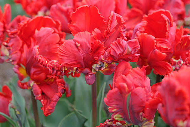Red frilled parrot Tulip, tulipa 'Rococo' in flower.