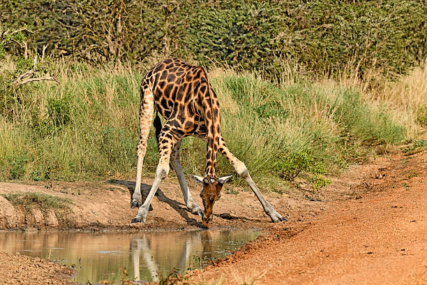Under the harsh glare of the midday sun, a critically endangered wild Nubian giraffe bends its long, patterned neck toward a quiet watering hole, the only movement in an otherwise still landscape. Its legs splay wide in an awkward yet graceful stance, a necessary posture to reach the water below. The giraffe’s pale, irregular patches—lighter than those of its cousins—stand out against the sunbaked earth, a reminder of its rare and dwindling kind. Alone and alert, it drinks cautiously, every movement deliberate, every sound in the wind a potential warning. In this solitary moment, the giraffe embodies both the quiet majesty of the wild and the fragile thread by which its existence hangs.