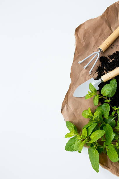 istock Gardening tools and fresh mint on brown paper with soil 2211640856
