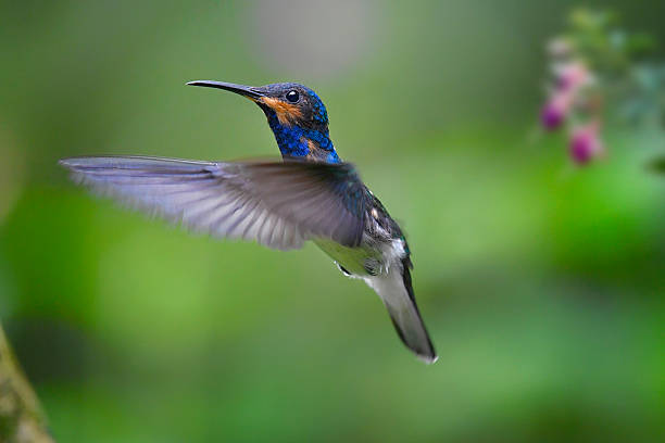 istock Sharp focus photo of a white neck Jacobin hummingbird in flight hovering 2211641064
