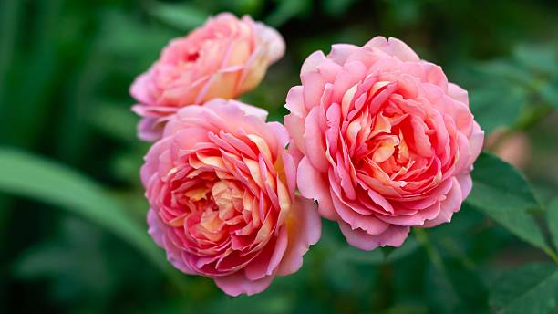 istock Three pink roses in full bloom, showcasing their delicate petals and soft color variations in a garden setting. 2211641936