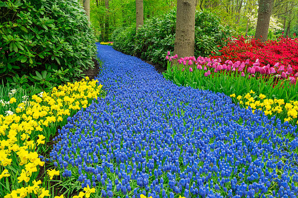 istock Blooming River of Grape Hyacinths 2211643190
