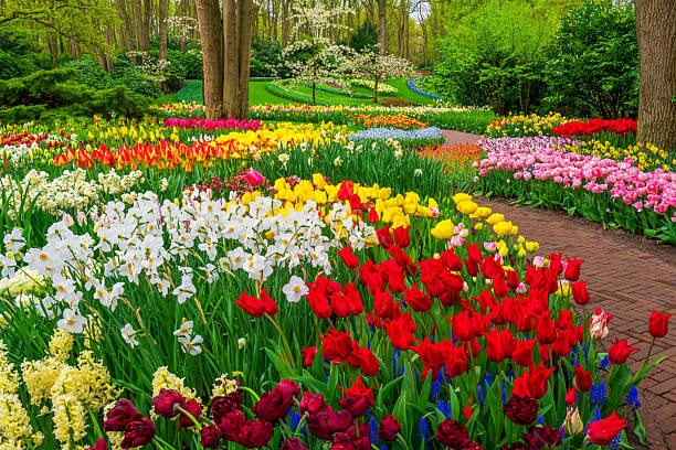istock Multi Coloured Spring Flowers in a Garden 2211643209