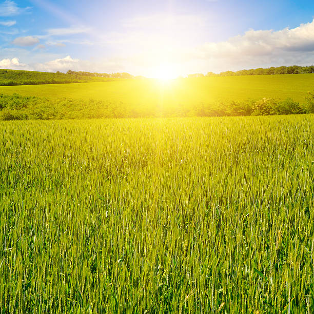 istock Green field of wheat and bright sunrise. 2211643229