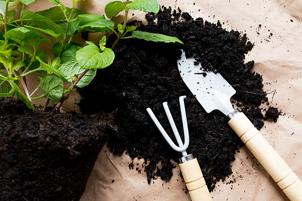 Gardening tools and fresh plant in rich soil on burlap background.