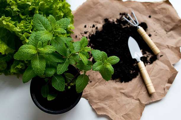 istock Mint plant with gardening tools and lettuce on brown paper and soil 2211643281