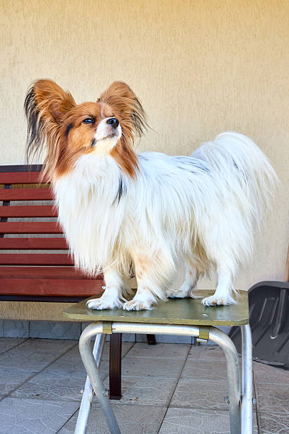 Tricolor papillon dog squints standing on a stool close-up, toy continental spaniel with copyspace.