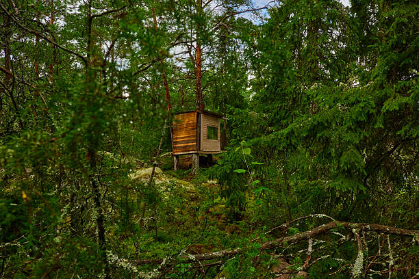 istock A lonely hand built kids treehouse is framed on all sides by pine branches in a Lichin and Moss covered wild forest in Östhammar Sweden.  Beautiful contrasty textures. 2211644829
