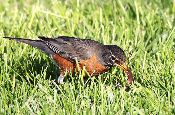 istock Robin catching a worm on a grassy lawn 2211645091