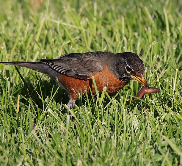 istock American Robin Catching Worm in Grass 2211645095