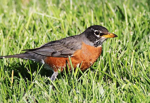 istock American robin on green grass 2211645101