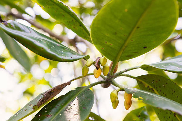 A cluster of mangrove seeds maturing on the branch, ready for natural dispersal or collection for planting. Shot in Krabi, Thailand.