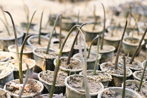 Newly sprouted mangrove shoots grow straight and tall from sandy nursery pots, a step toward restoring tropical coastlines. Shot in Krabi, Thailand.