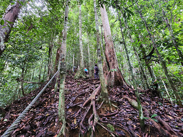 istock Hiking area in Danum Valley Conservation Area Lahad Datu 2211647607