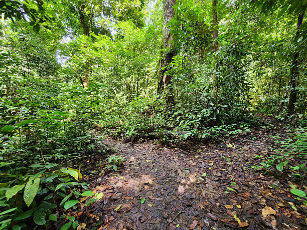 istock Jungle trail in Danum Valley Lahad Datu 2211647636