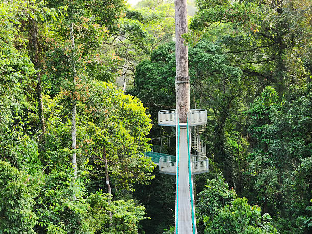 istock Tree top canopy suspension bridge and platform in Danum Valley Tropical Rain forest Lahad Datu Sabah 2211647673