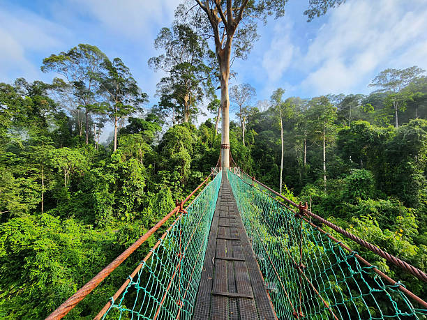 istock Tree top canopy suspension bridge in Danum Valley Tropical Rain forest Lahad Datu Sabah 2211647705