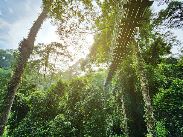 istock Tree top canopy suspension bridge in Danum Valley Tropical Rain forest Lahad Datu Sabah 2211647716