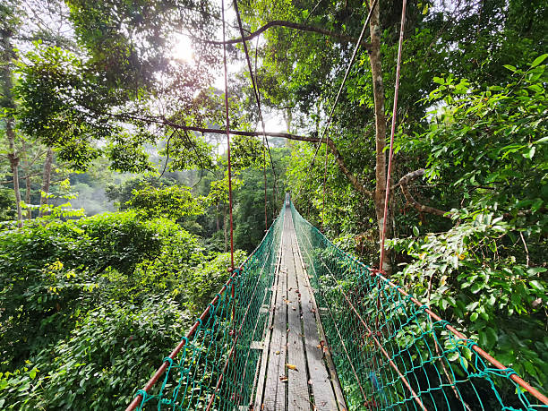 istock Tree top canopy suspension bridge in Danum Valley Tropical Rain forest Lahad Datu Sabah 2211647736