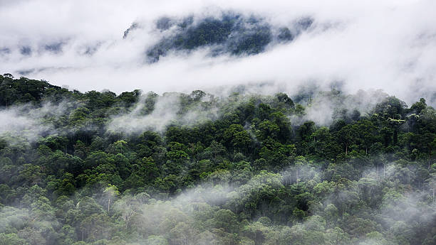 istock Foggy scenery in Danum Valley Lahad Datu Sabah 2211647767