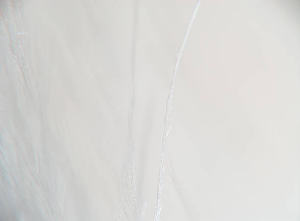 istock A close-up of white clouds on a sunny day 2211648516