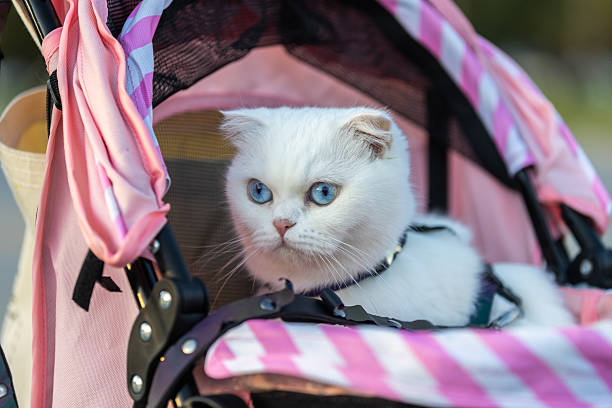 istock British shorthair cat with blue eyes in stroller. 2211651523