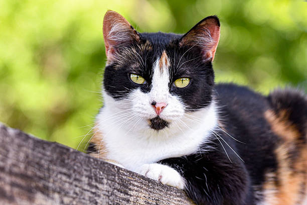 Close up of a cute tortoiseshell colored cat with green bokeh background.