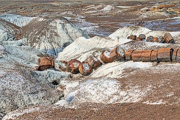 istock Petrified Wood in a High Desert 2211653382