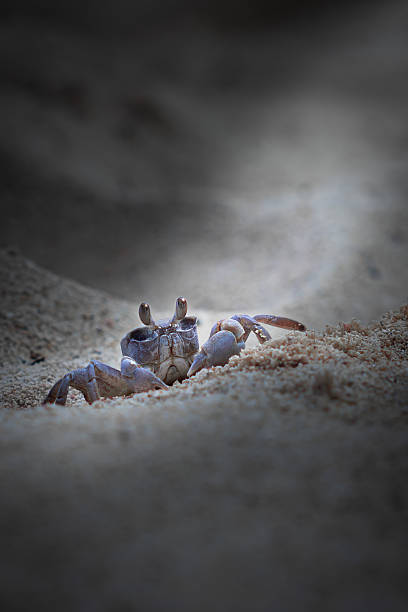 istock Ghost Crab Peeking from the Sand  Mauritius Beach Wildlife 2211654347