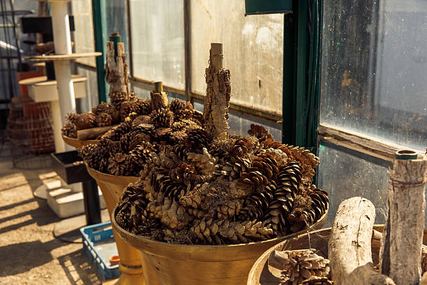 Pine cones in brass buckets in sunlit greenhouse interior, lifestyle