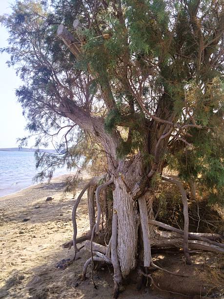 istock Resilient Old Tree with Exposed Roots on a Beach in Crete 2211658446