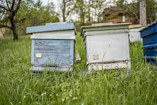 Two old wooden beehives stand amidst overgrown grass, framed by a serene lush landscape of trees and distant structures, suggesting beekeeping in a rural, natural environment rich with greenery.