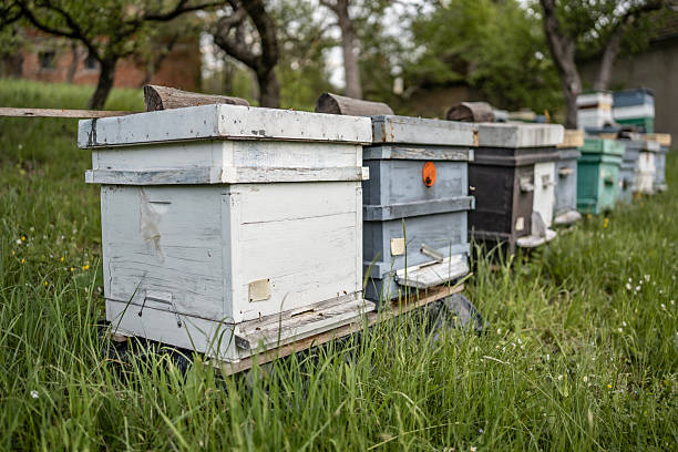 Wooden beehives organized in a serene outdoor setting, surrounded by lush grass and trees, depicting apiculture and natural honey production in the countryside.