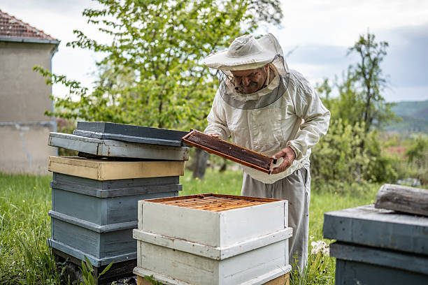 istock Beekeeper Inspecting Honeycomb Frames in Rural Beekeeping Setting Outdoors 2211658977