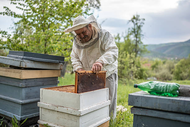 istock Beekeeper Inspecting Honeycomb in a Rural Apiary on a Sunny Day 2211659000