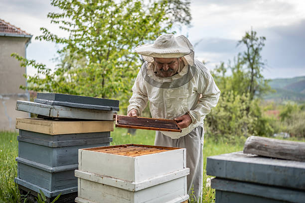 istock Beekeeper Inspecting Beehive in Rural Springtime Setting Outdoors 2211659087
