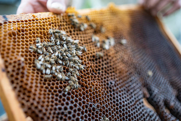 istock Close-Up of Worker Bees on a Honeycomb Frame in Apiary 2211659121