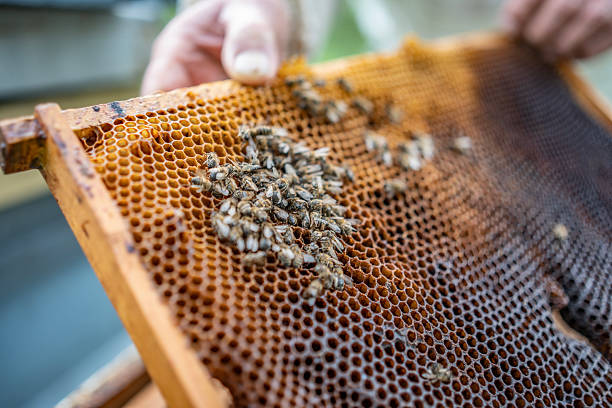 istock Close-up of Beekeeping Frame with Honeycomb and Active Bees 2211659124