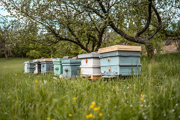 A serene scene of wooden beehives in a scenic garden meadow surrounded by blooming trees. Captures the harmony of nature during a sunny day, symbolizing rural countryside life and eco-friendly beekeeping practices.