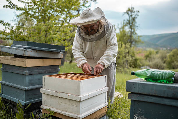 istock Beekeeper Inspecting Hives in a Rural Setting Surrounded by Nature 2211659217