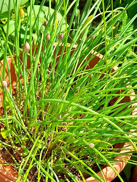 istock Chives in a pot with flower buds 2211660495