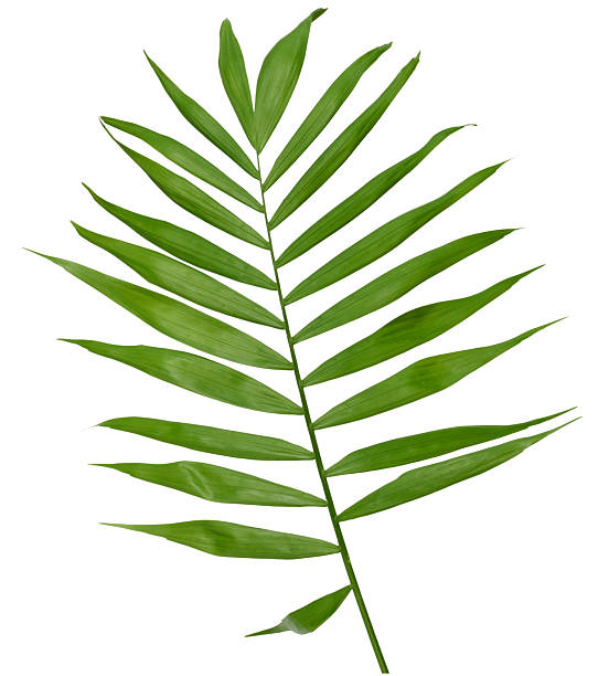 istock A single, vibrant green palm leaf with long, pointed leaflets attached to a central stem, isolated background 2211663855