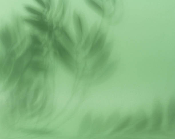 istock Soft, blurred shadows of palm leaves are cast across a solid light green background 2211664410